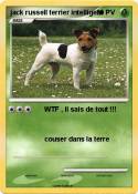 jack russell