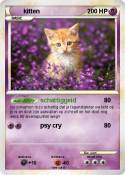 kitten