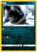 Angry kitty