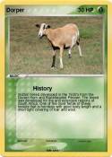 Dorper