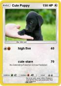 Cute Puppy