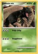 malinois mix