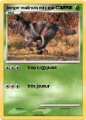 berger malinois