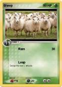 Sheep