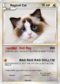 Ragdoll Cat