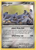 noisy miner