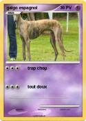 galgo espagnol