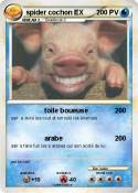spider cochon