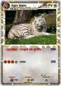 tigre blanc