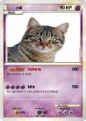 cat