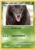 border collie