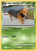 loup chien hybr