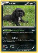 Cricket