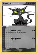 streat cat