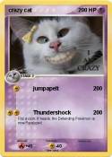 crazy cat