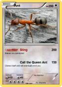 Ant