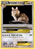 MAINE COON
