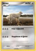 kuvasz