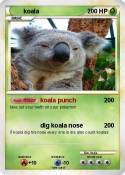 koala