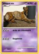 whippet mix