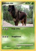 malinois mix
