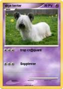 skye terrier