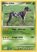 terrier d'altas