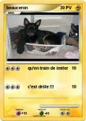 beauceron