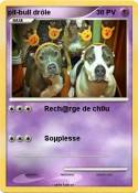 pit-bull drôle