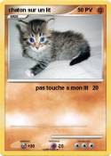 chaton sur un