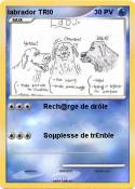 labrador TRI0