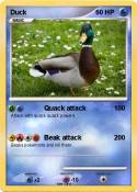 Duck