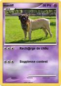 mastiff