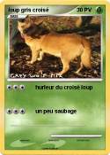loup gris crois