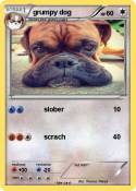 grumpy dog