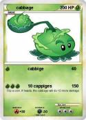 cabbage