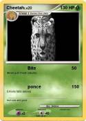 Cheetah