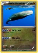 wailord in real