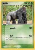 gorilla