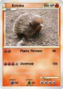 Echidna
