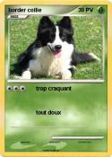 border collie