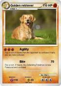Golden retrieve