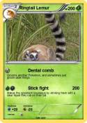 Ringtail Lemur