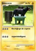 beauceron
