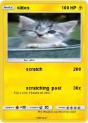 kitten