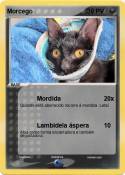 Morcego