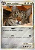 cross eyed cat