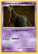 doberman avalé