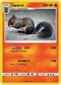 squirrel