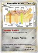 Plasma Membrane